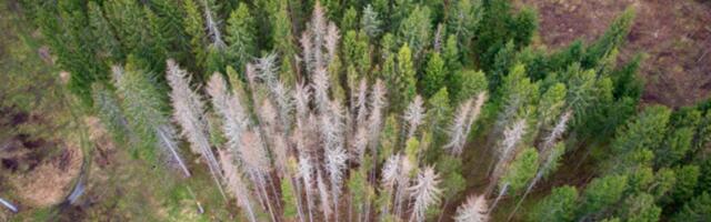 Kuuse-kooreüraski talvitumisriskid: kas möödunud talv andis kuusikutele hingetõmbeaja?