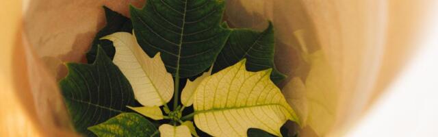 PAKASEKARTLIKUD ILUDUSED ⟩ Kaitse toalille külma õhu eest!