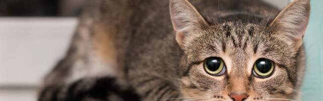 Läti toidu- ja veterinaaramet hoitab Küprosele reisijaid kasside koroonaviiruse eest