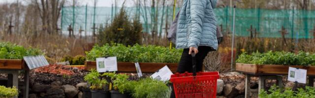 Juhani Puukooli müügiprognoosid ei osutunud tõeks: patt oleks praegu kurta