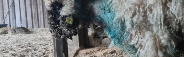 Jõhker koerarünnak Harjumaal. „Pures lambal läbi turja kõõluse ja hingetoru katki!“