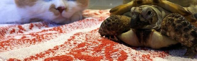 Ekspertidele teeb muret lemmikloomade lubamine lasteaedadesse