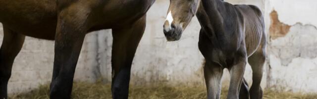 Esimese kloonvarsa sünd viib Eesti hobusekasvatuse maailmakaardile