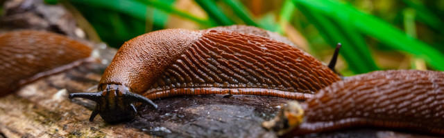 Tallinnas Haaberstis anti lusitaania teetigudele kõva lahing