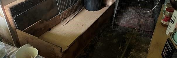 Põllumajandus- ja Toiduamet võttis Jõgevamaal Põltsamaa vallas omanikult ära kaheksa kutsikat