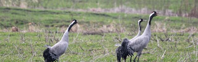 SPETSIALIST VASTAB | Mis saab rändlindudest, kui uuesti külmaks läheb?