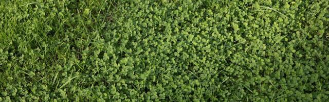 Valmis muru vs. oma kätega rajamine: millele tasub raha kulutada?