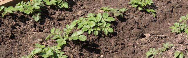 LAHE AED I Kastpeenrad annavad täpselt niipalju saaki, nagu vaja