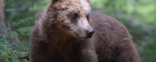 Kohus peatas karujahi 29. augustini