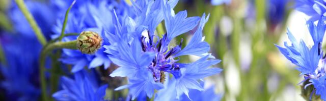 Täna, 23. veebruaril on lühendatud tööpäev