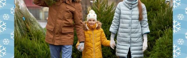 Jõulupuude müük Kehras 2024