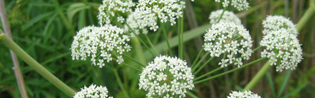 Praegu õitsev mürkputk on levinud peaaegu kogu Soome – ärge seda puutuge