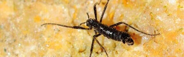 Ka maailma lõunapoolseimad putukad söövad juba mikroplasti