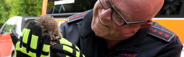 Sakslasi ärritab migrantide siilijalgpall