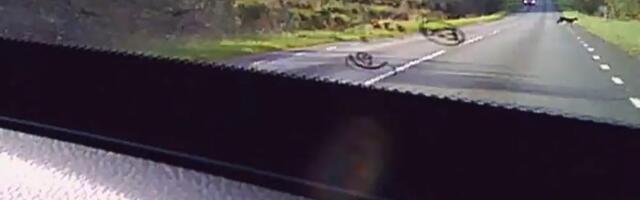 Ettevaatust: Põlvamaal liigub puuma