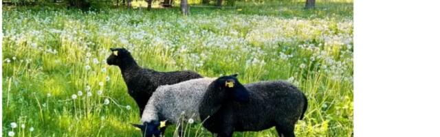 Kliinikumi rohealal seadsid end sisse lambad