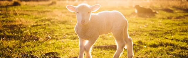 Suu- ja sõrataudi info on nüüd leitav EPKK lehel