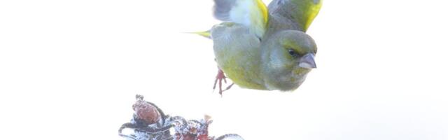 Kilvar Kessler NÄDALA FOTO