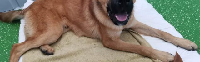 HARULDANE LUGU > Eksinud koer ootab juba pikalt omanikku