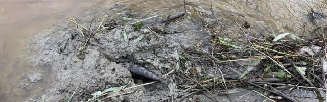 FOTO | Sekkusid demineerijad: Virumaal vedas kobras oma tammi sõjaaegse miini
