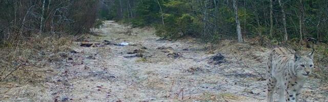 Keskkonnaamet ilveste küttimist ei luba