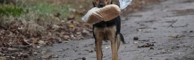 Sõja 1348. päev:Ukraina teatas rünnakust Venemaa Krasnodari krais asuvale naftaterminalile