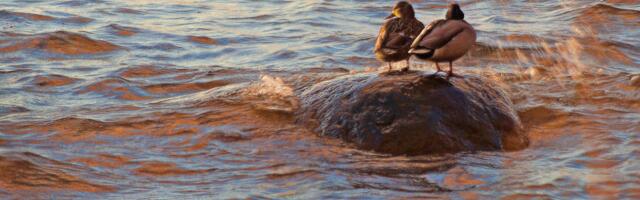 Jaanus Volmre NÄDALA FOTO