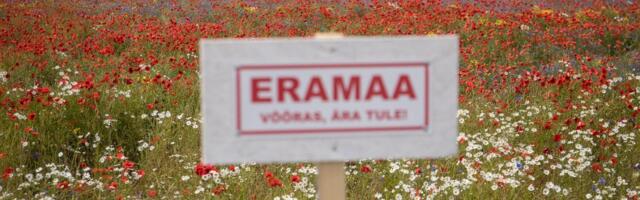 Kirevatest põlluservadest munade värvimiseni