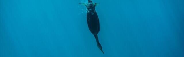 Kormoran kuuleb vee all sama hästi kui vee peal