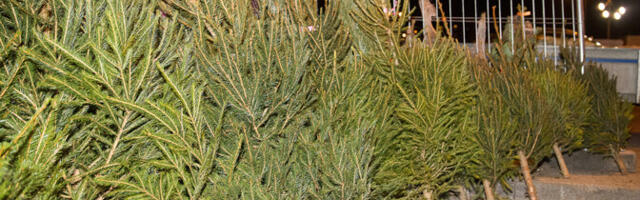 Leedu teadlased: kliimamuutused ohustavad kuuskede elutingimusi