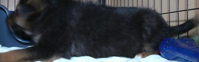 Reporter: Tartu varjupaiga koerad said tänu annetajatele uued pesad