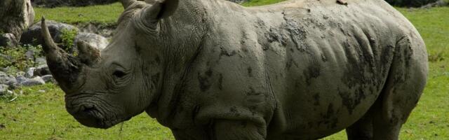 KOHUTAV ÕNNETUS | Austria loomaaias lömastas ninasarvik inimese