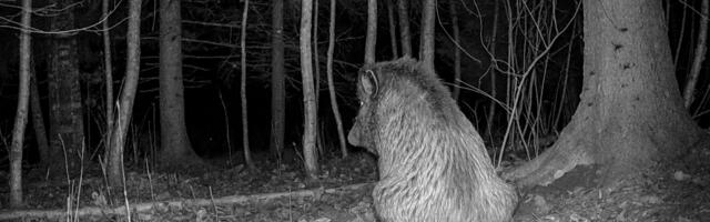 "Nüüd siga istub, sest valus on" |  Paide fotograaf tabas haruldase hetke