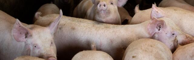 Eesti suurima seafarmi ümber kehtestati viibimiskeeld