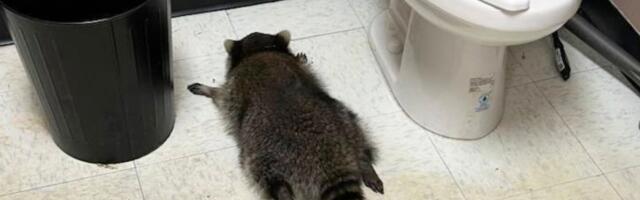 Ilmakuulsaks saanud Virginia napsulembene pesukaru osutus sarisissemurdjaks