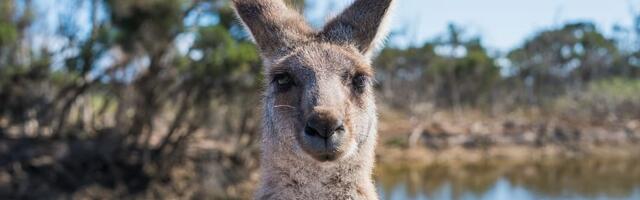 Austraalia suremus on 80 aasta suurim