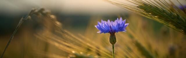 5.-8. klassi õpilane osale maakondlikul isamaaliste luuletuste lugemise konkursil!