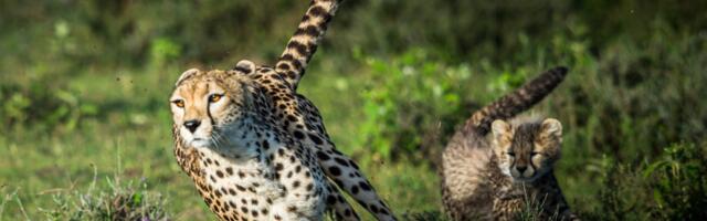 Ei kartnud isegi tiigrit_ teadlased andsid teada hiiglaslikust gepardist, kes elas Hiinas miljon aastat tagasi