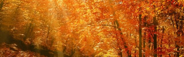 Horoskoop : milliste tähemärkide esindajatele toob sügisene pööripäev õnne?