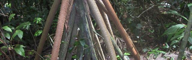 Forbes: Panamas kasvab palm, mis oskab kohalike arvates kõndida