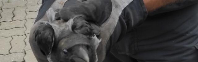 Päästjad said väljakutsed Jõgevamaalt, Tartumaalt ja Valgamaalt