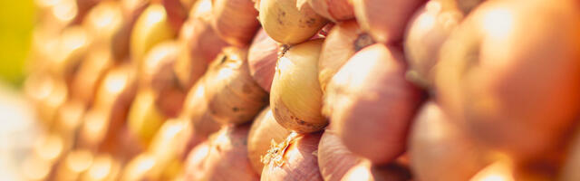 Sibulateel hakatakse pikka sibulapatsi punuma