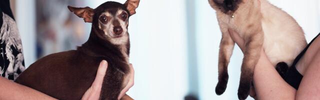 Ülepakkumine üüriturul: tehinguni jõuavad kiiremini need majad ja korterid, kuhu lubatakse lemmikloomi