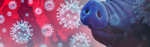 Suurbritannias leiti uus seagripi tüvi inimesel