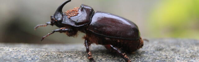 Haapsallane leidis haruldase põrnika