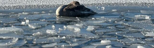 Pääste ebaõnnestus: Kakumäel jäässe kinni jäänud luik hukkus osapoolte halva koostöö tõttu