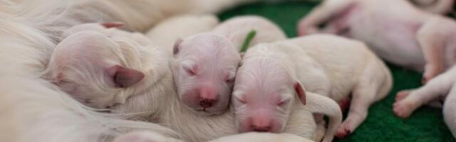 IMELISED FOTOD | Ka pesakonna kõige pisem kutsikas on tublisti kaalu kogunud