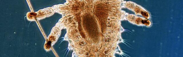 EBAPOPULAARNE ARVAMUS ⟩ Täi Vahtre ja samasooliste täide sügelemine