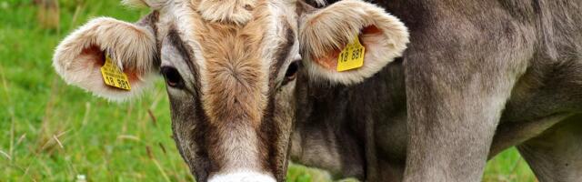 USA kirjutas alla rahvusvahelisele kliimaleppele põllumajandustootmise vähendamiseks