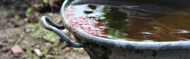 Tänasest saab KIK-ist küsida toetust kombineeritud sademeveesüsteemide rajamiseks